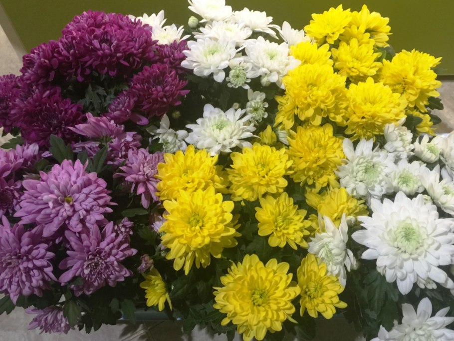 Хризантема зембла