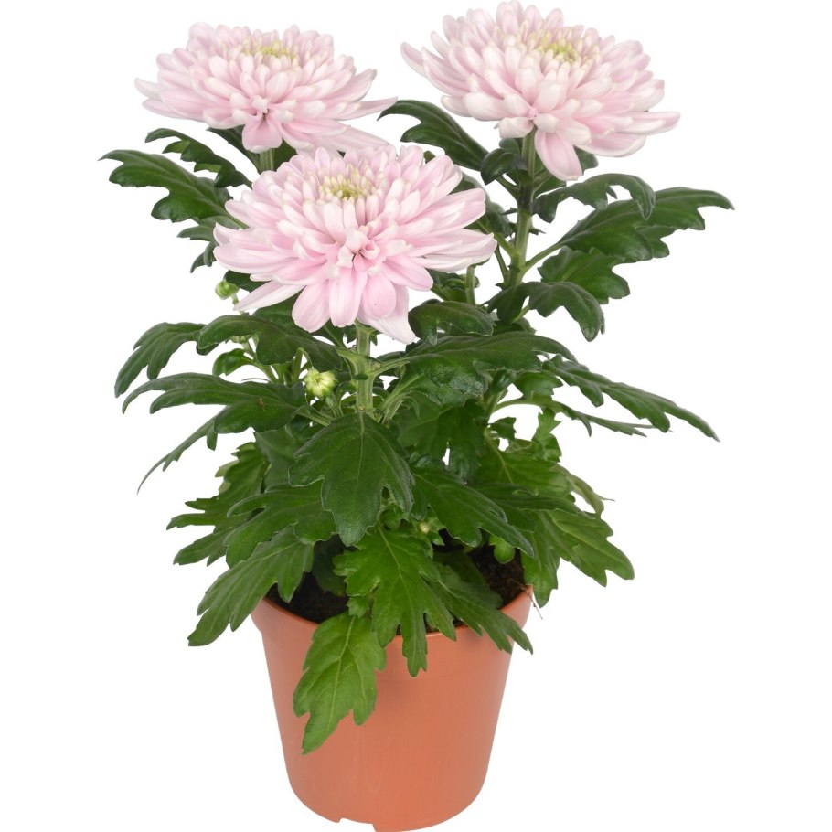 Хризантема комнатная Аджани