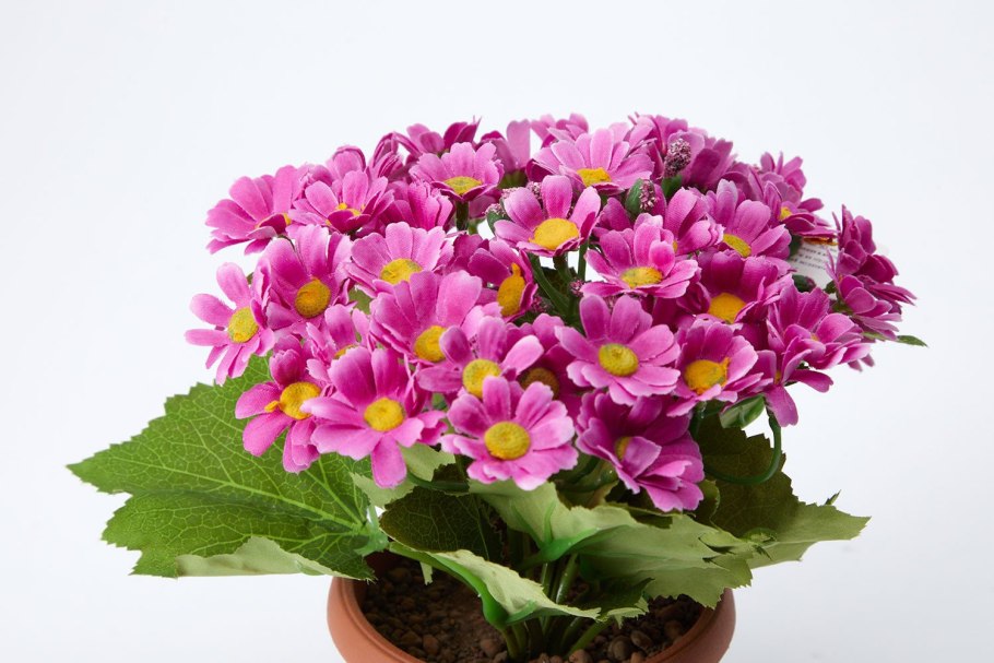 Хризантема кустовая гранд пинк