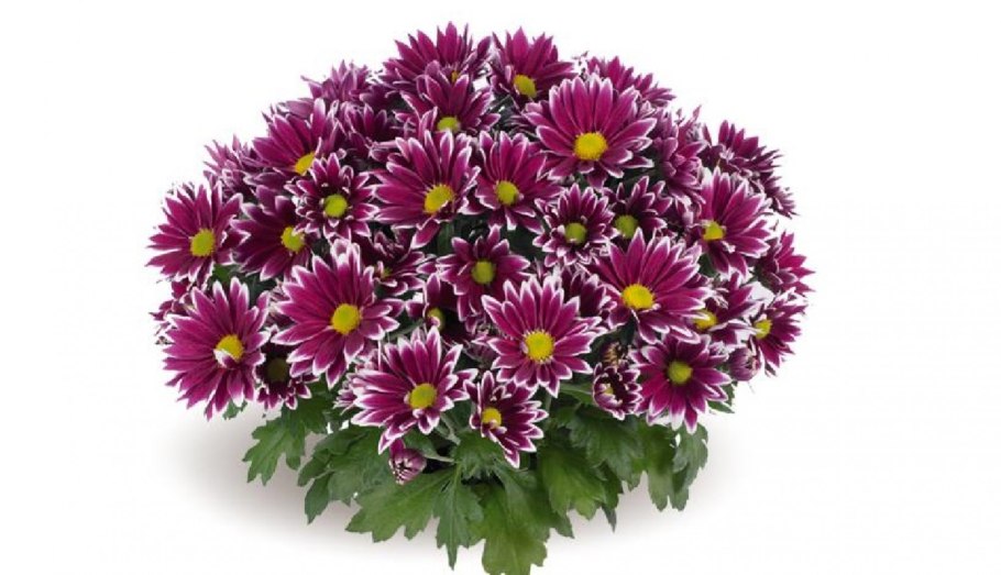Хризантемы кустовая