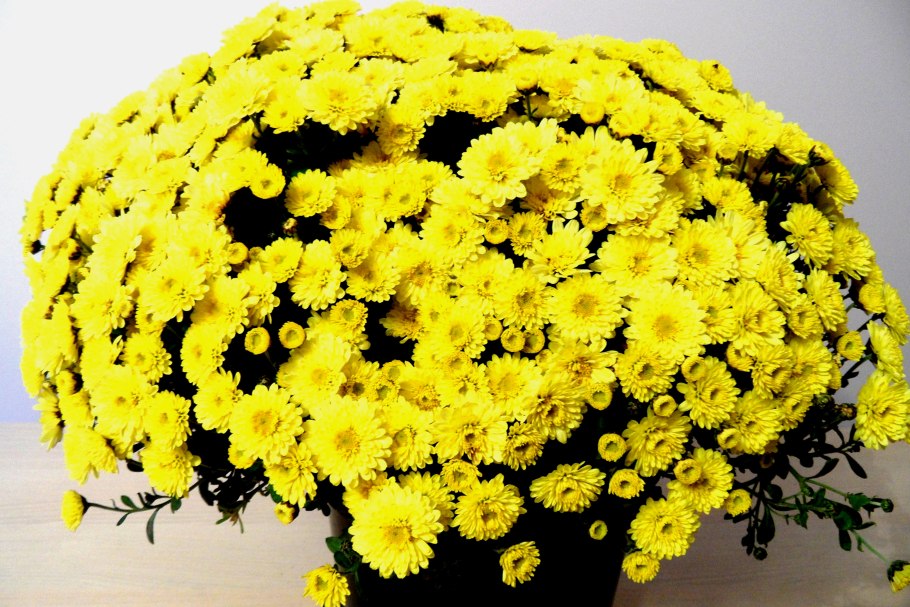 Хризантема Chrysanthemum
