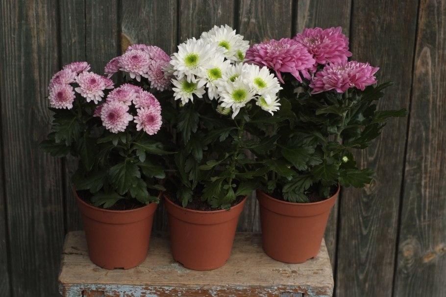 Хризантема бенибана