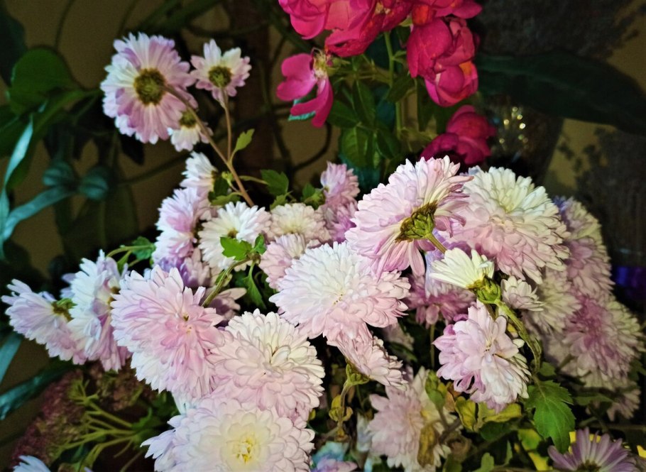 Хризантема густав одноголовая