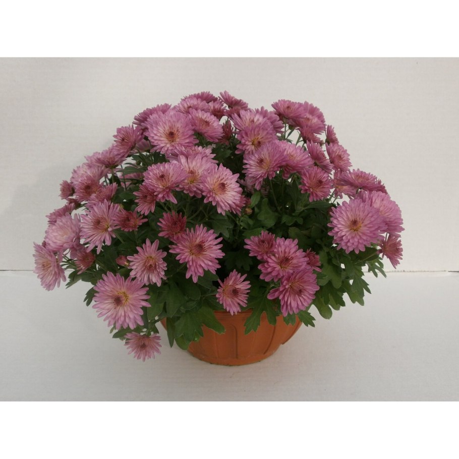 Хризантема грандеза