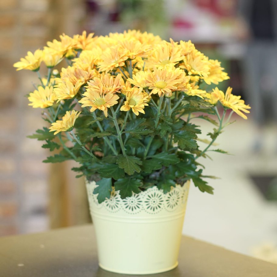 Хризантема комнатная Аджани