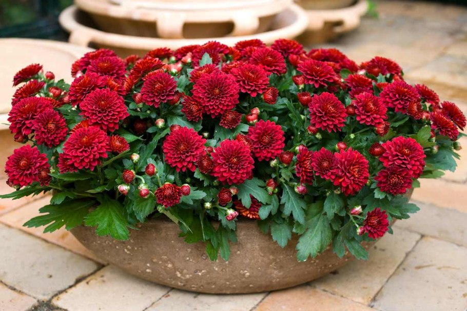 Хризантема УХОДВ коршках