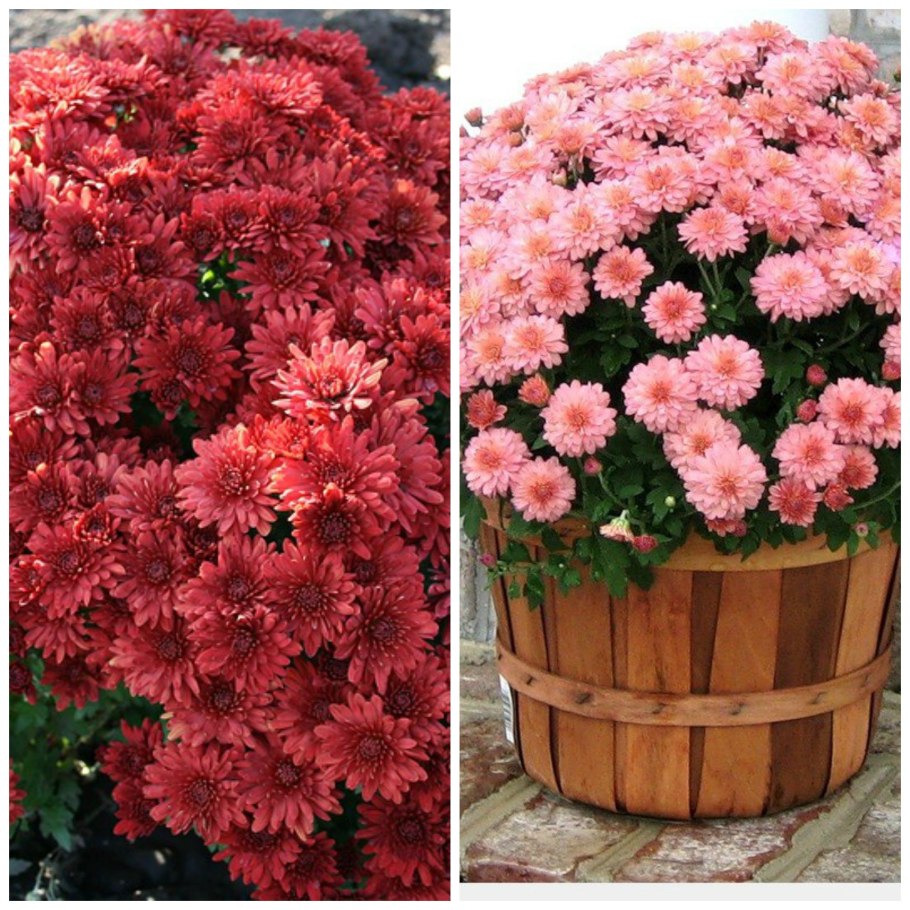 Хризантемы горшечные мультифлора