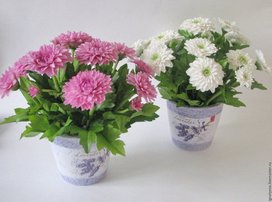 Хризантема Грандесса