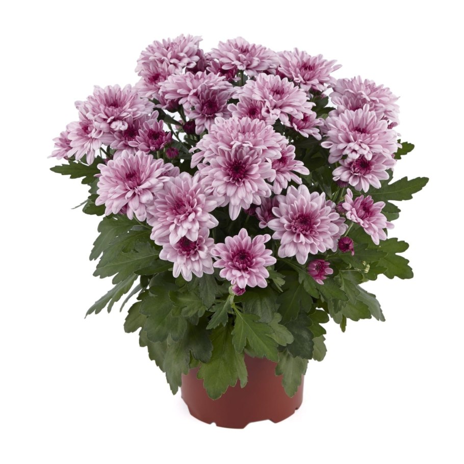 Хризантема горшечная chrystal romance