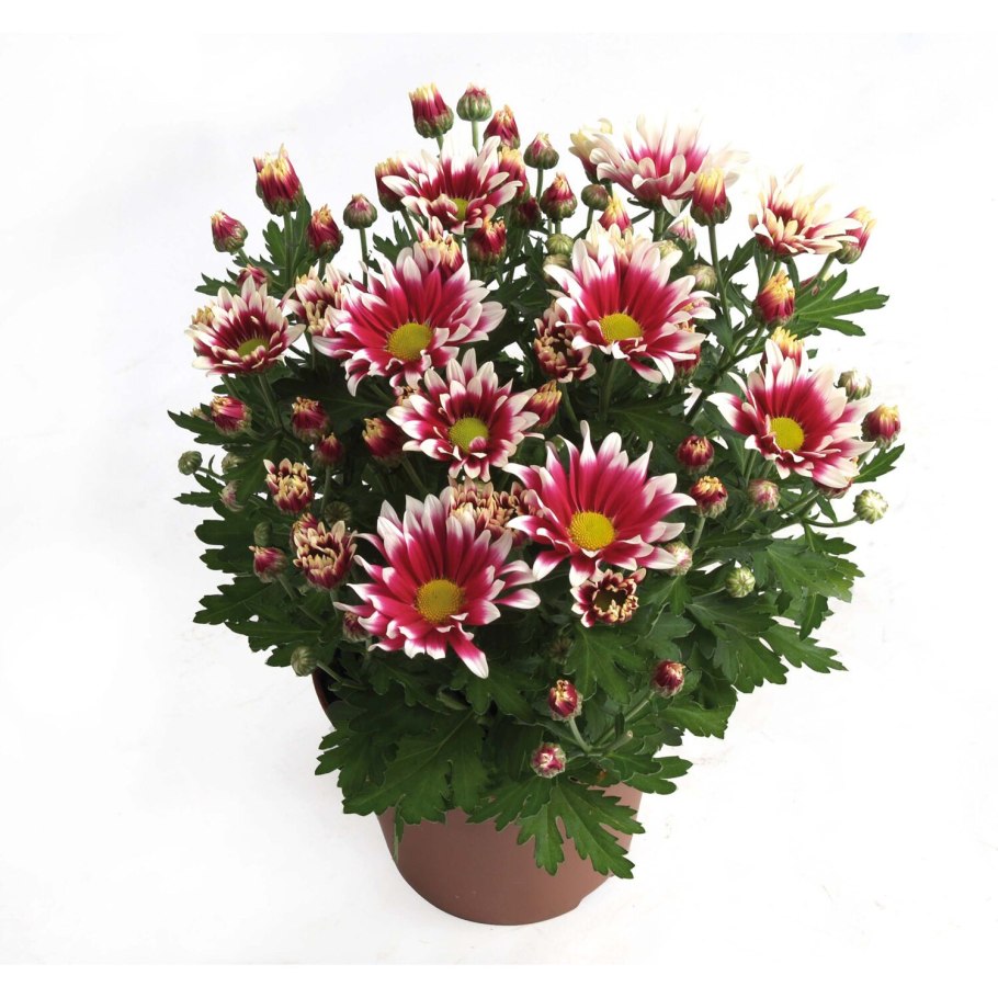 Хризантема Zembla Mix