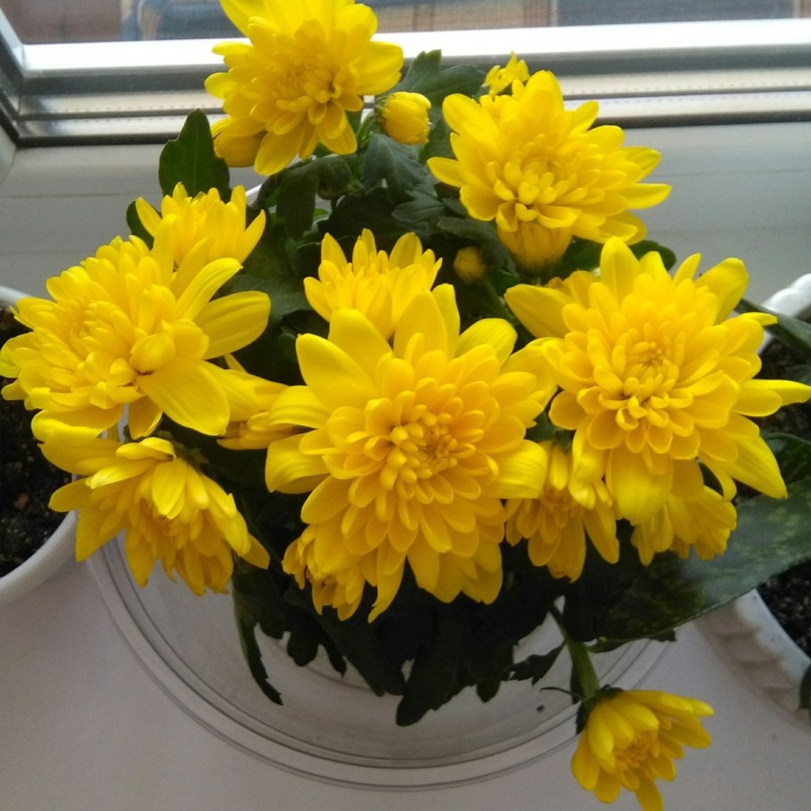 Хризантема Кристалл Еллоу горшечная