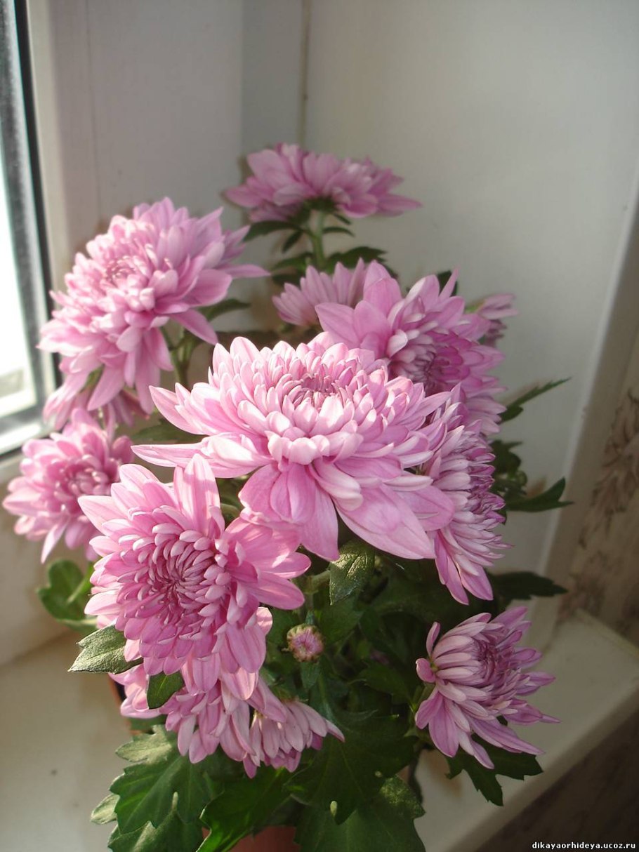 Хризантема Сплеш Лайтин