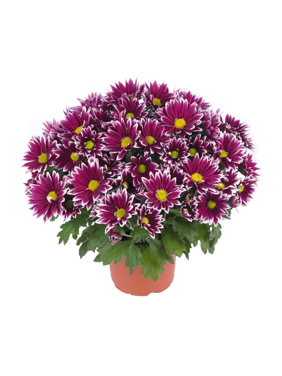 Ciao improved хризантема