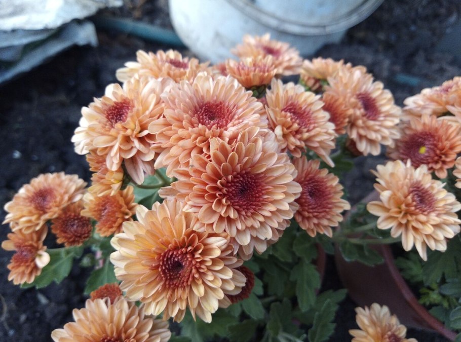 Хризантема мультифлора балиос