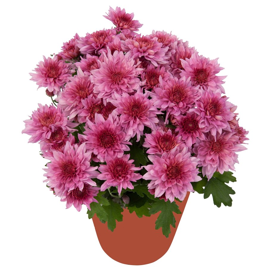 Горшечная Хризантема Калман