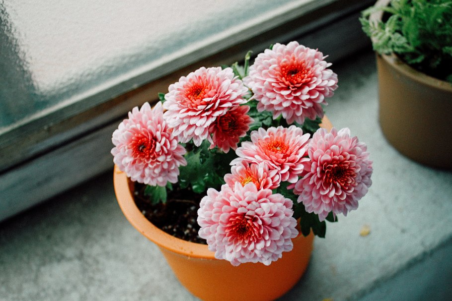Комнатные хризантемы