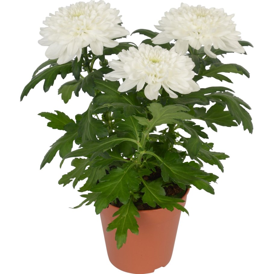 Хризантема мелкоцветковая комнатная