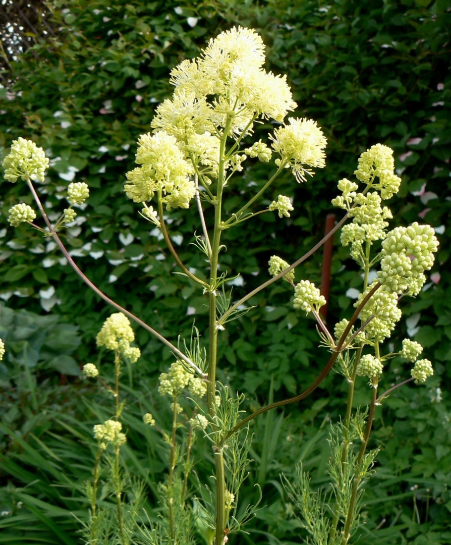 Василистник Thalictrum flavum glaucum