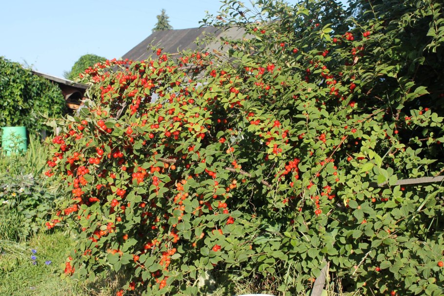 Барбарис обыкновенный Berberis vulgaris ягоды