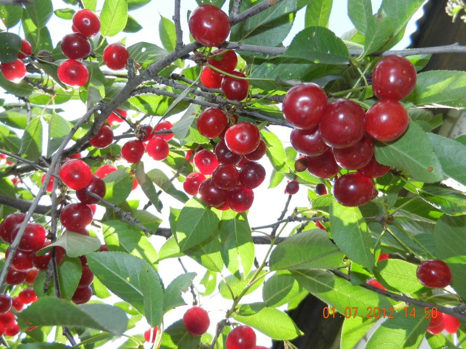 Сакура плодоносит