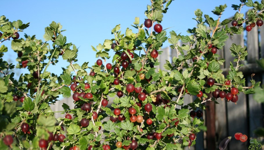 Крыжовник бесшипный Командор