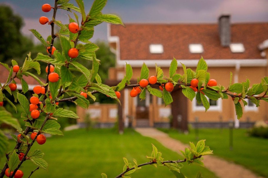 Яблоня суперинтенсивное (полукарлик)