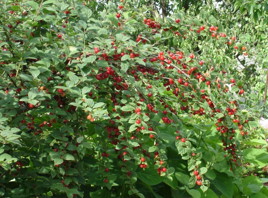 Малина кустарниковая