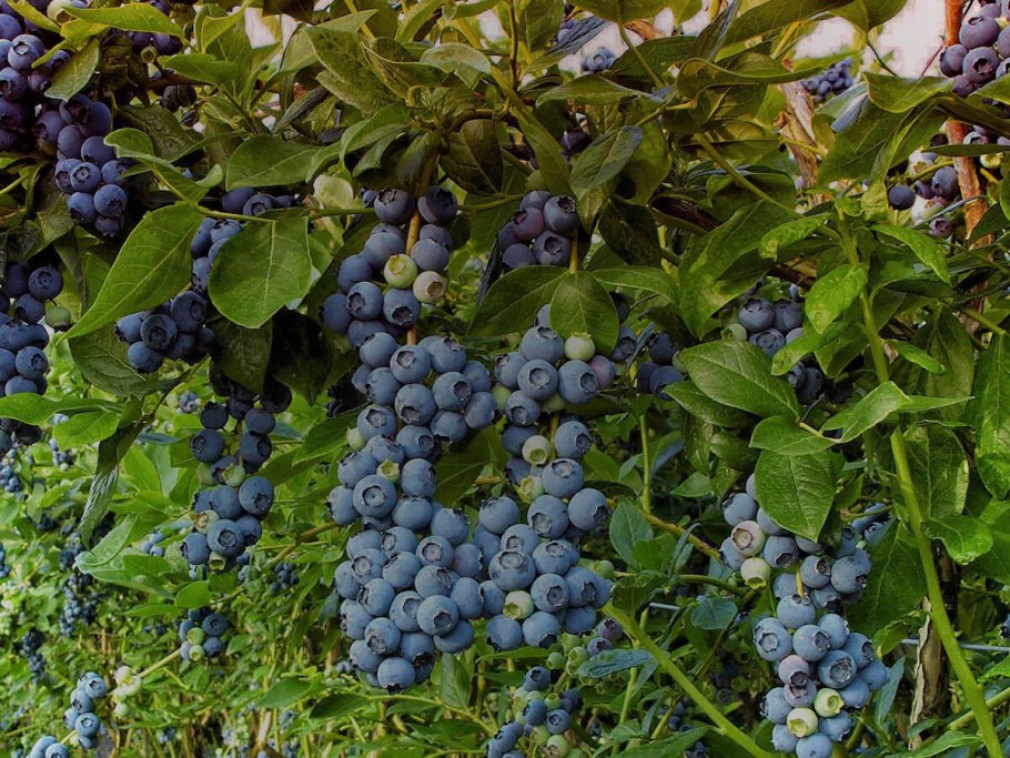 Малина смородина крыжовник