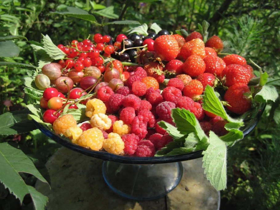 Вишня кустарниковая войлочная