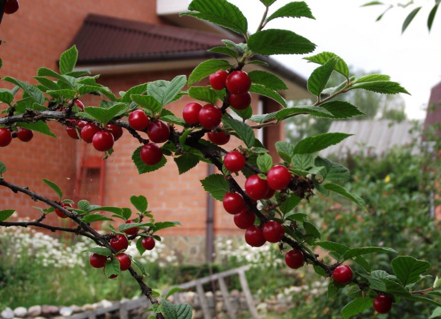 Смородина брусника облепиха ирга