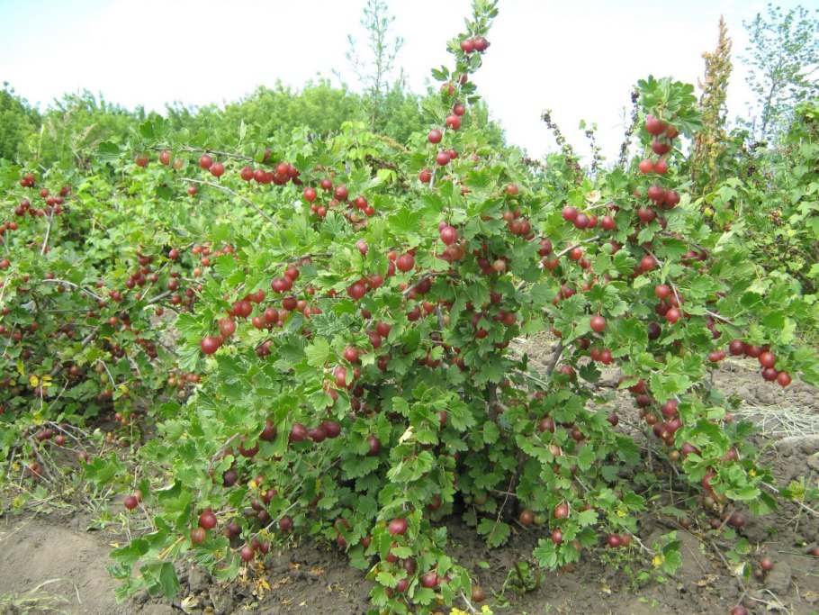 Черри вишня дерево