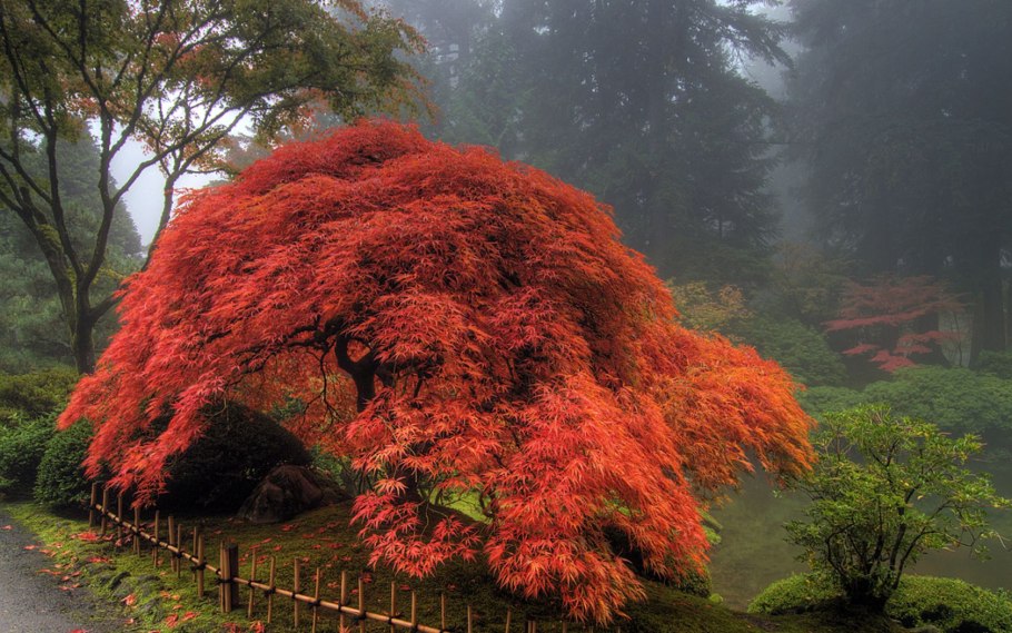 Acer japonicum (клен)