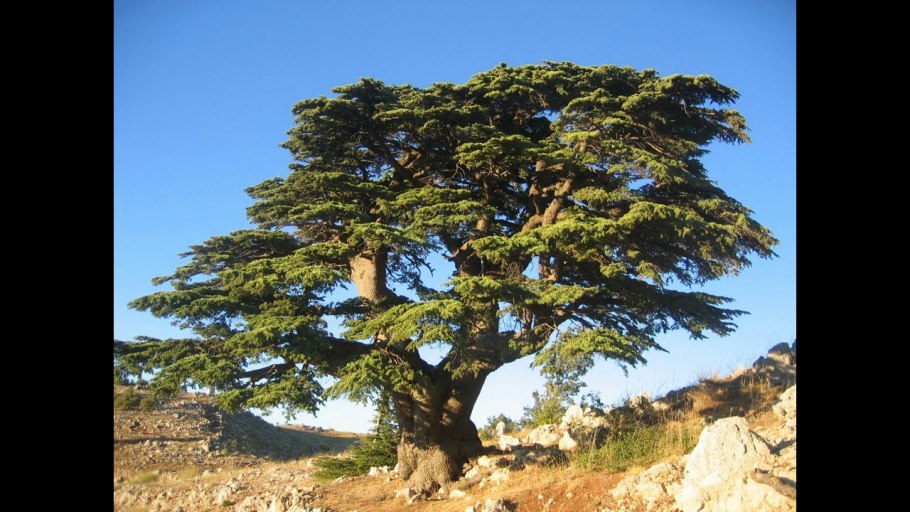 Тис ягодный Táxus baccáta