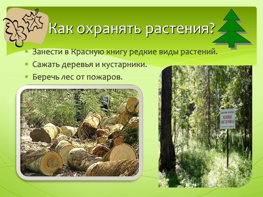 Японский клен дерево