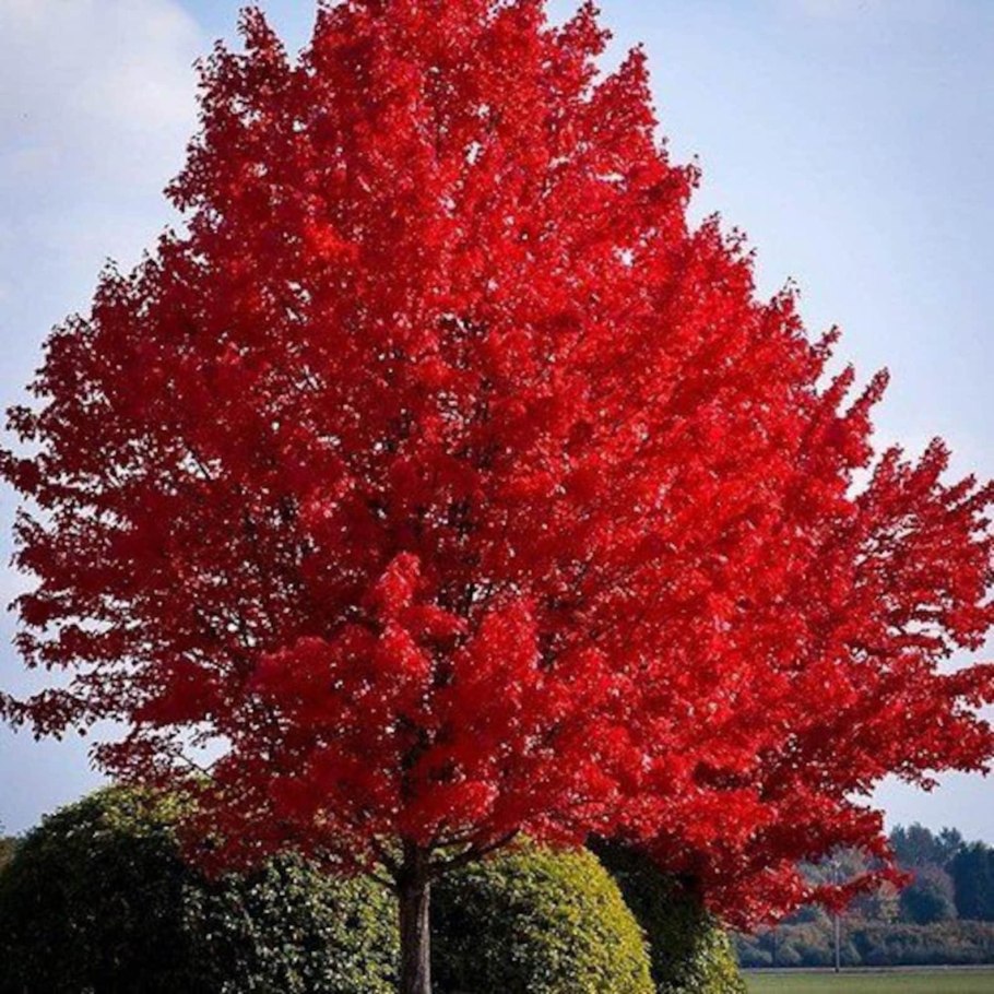 Acer freemanii autumn blaze