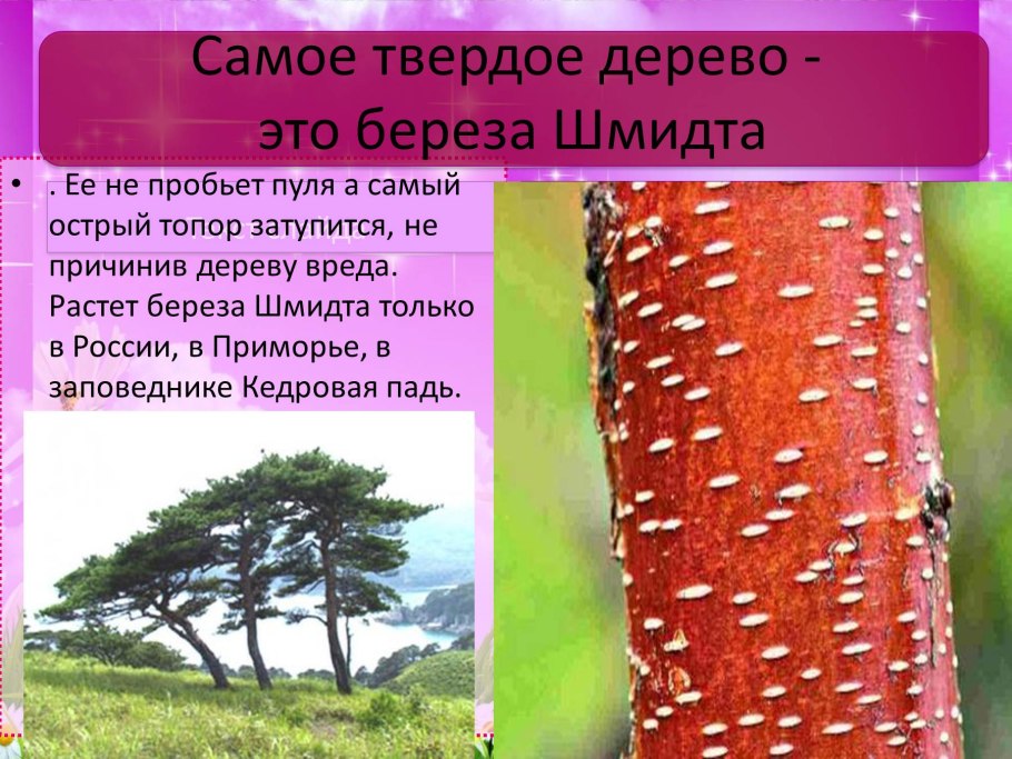 Самое твердое дерево в России береза Шмидта