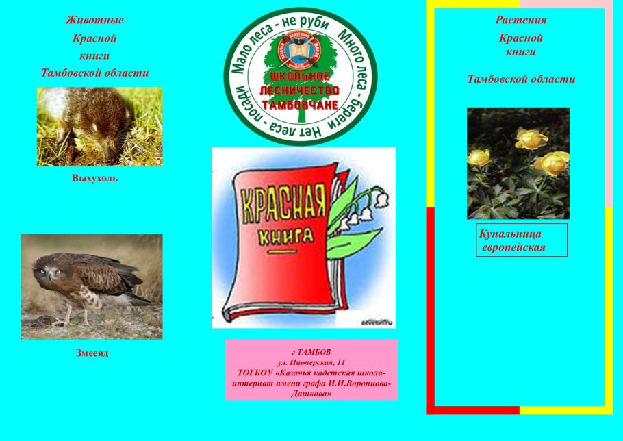 Дуб красный, Северный Quercus rubra