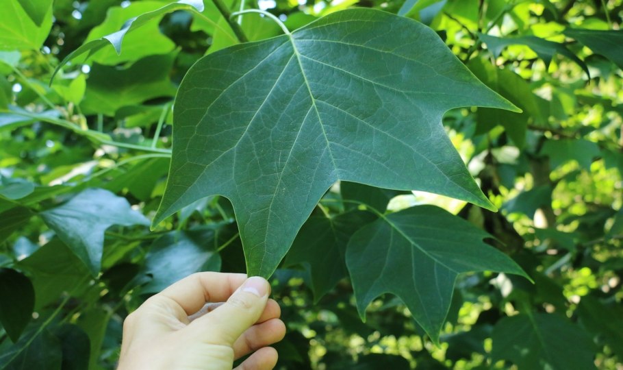 Красный канадский клен