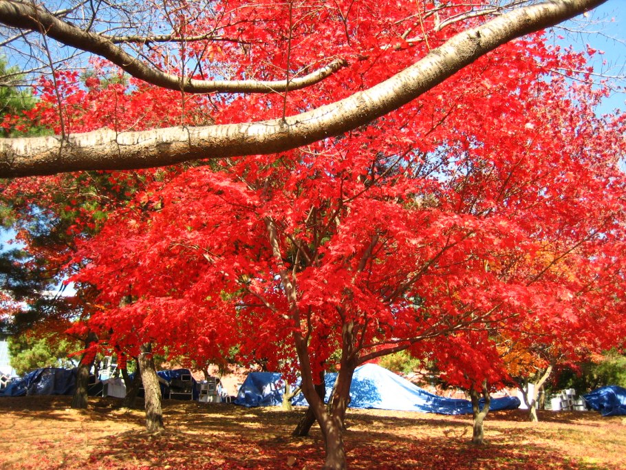 Клён японский