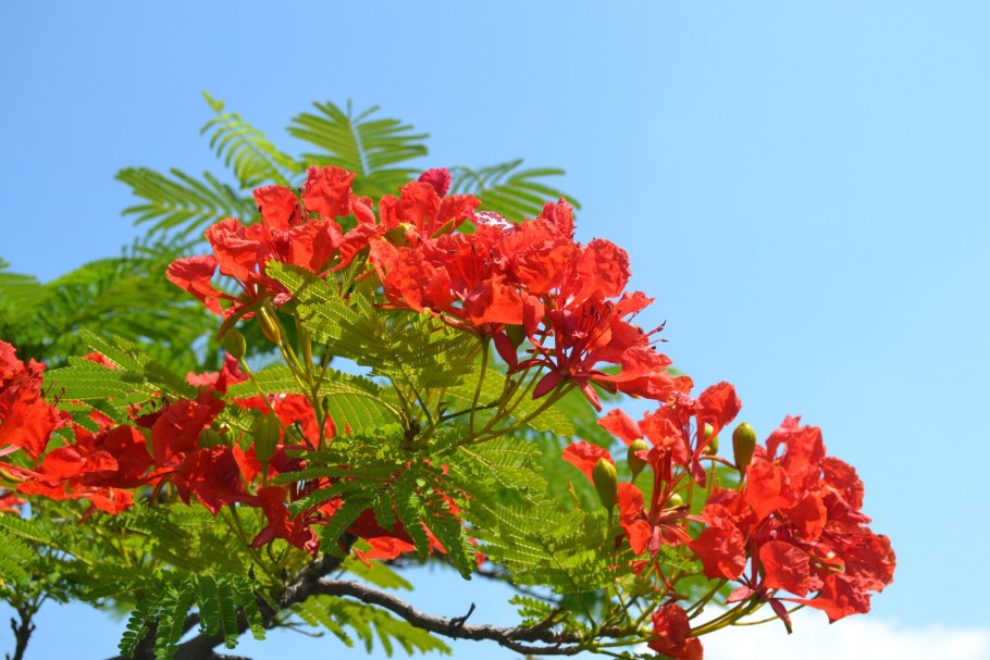 Клен рубрум в России