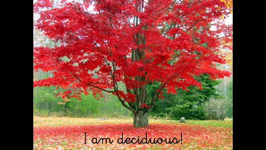 Красная книга Кировской области книга