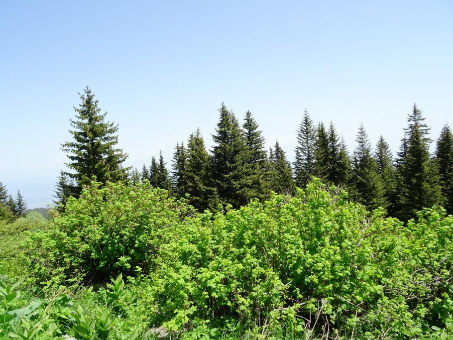 Смородина Скальная фото