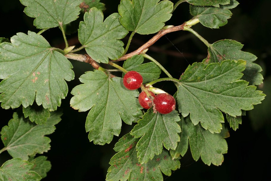 Сбор черной смородины