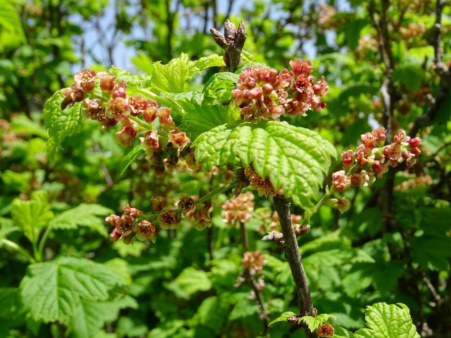 Смородина душистая ribes odoratum