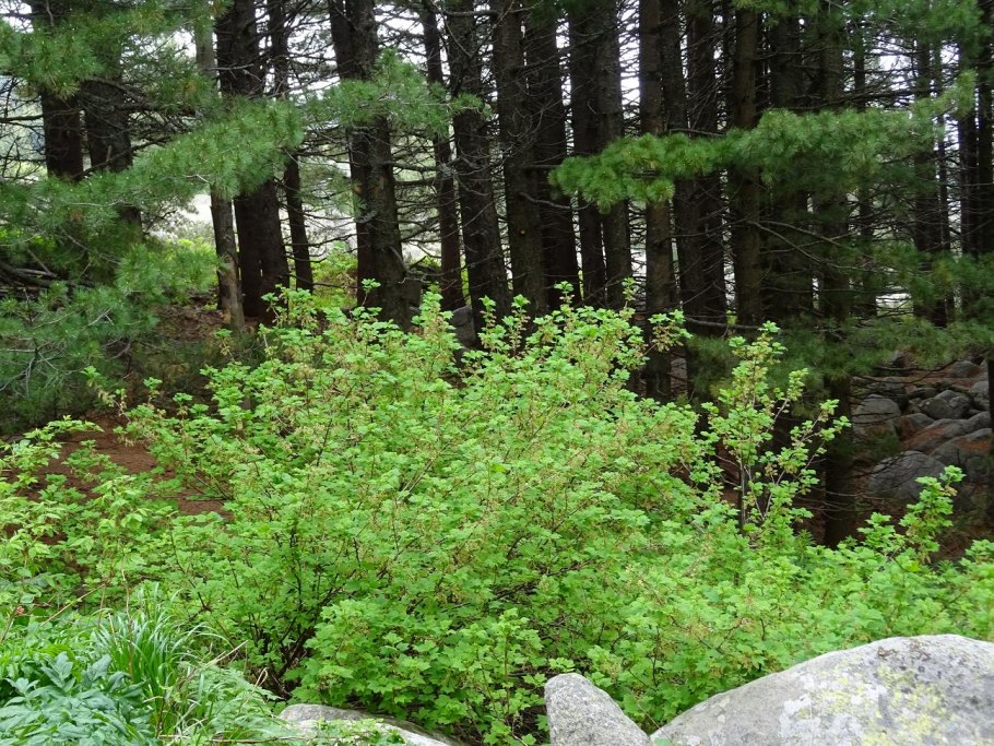 Смородина Скальная фото