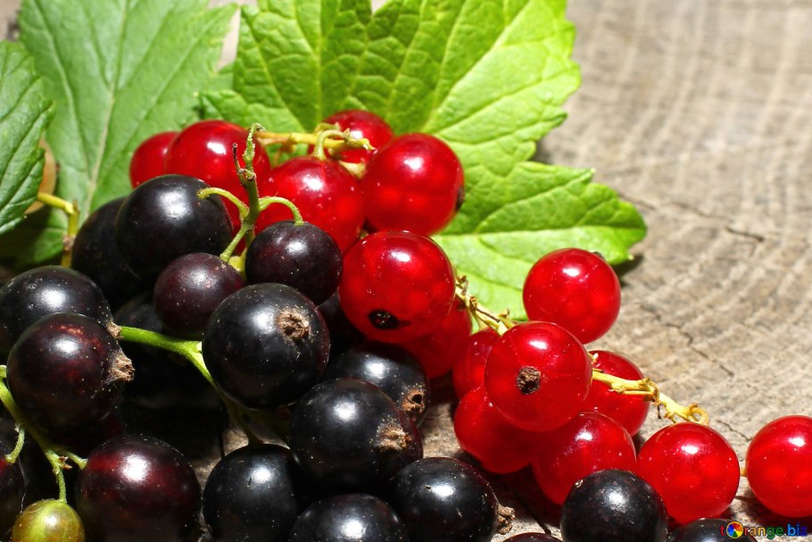 Черная смородина красная сморид