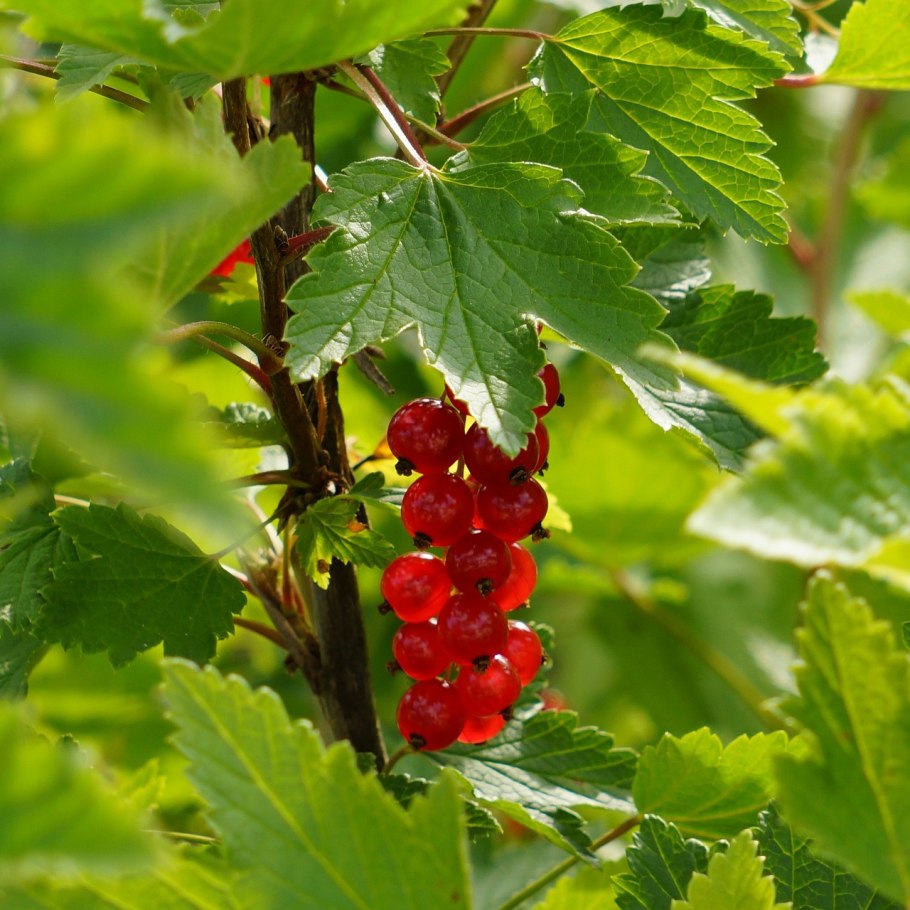 Смородина черная (ribes nigrum l.)