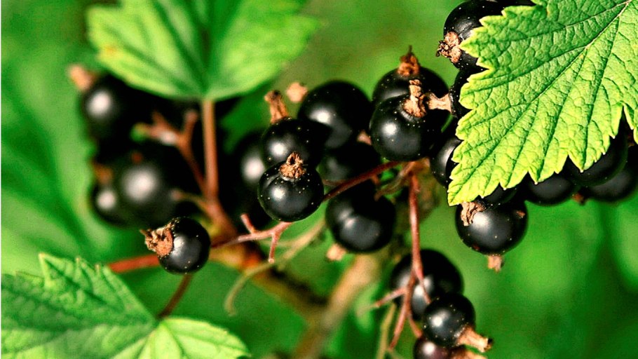 Смородина черная – ribes nigrum