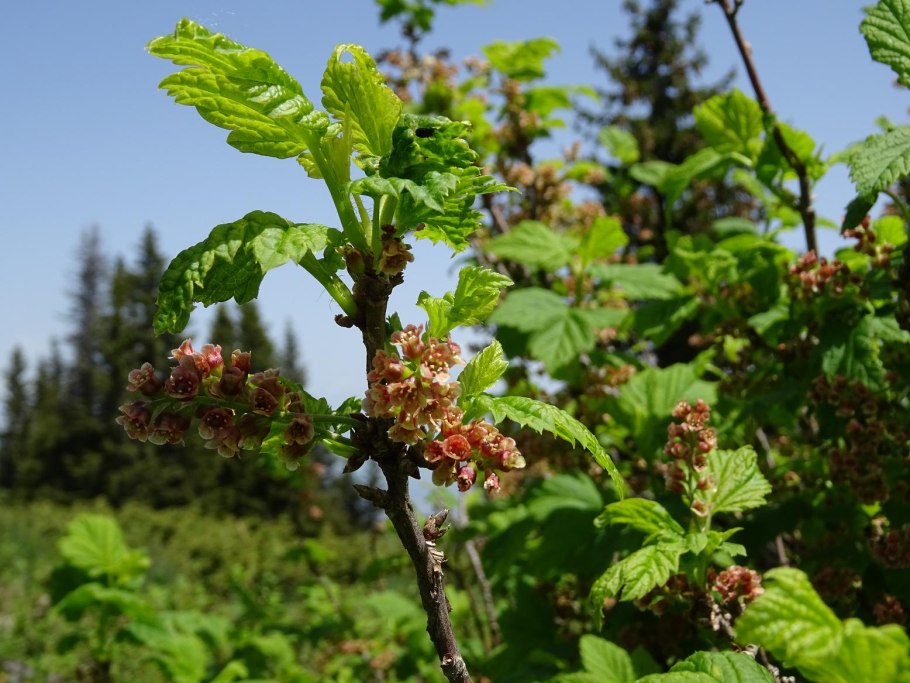 Горная смородина Магадан