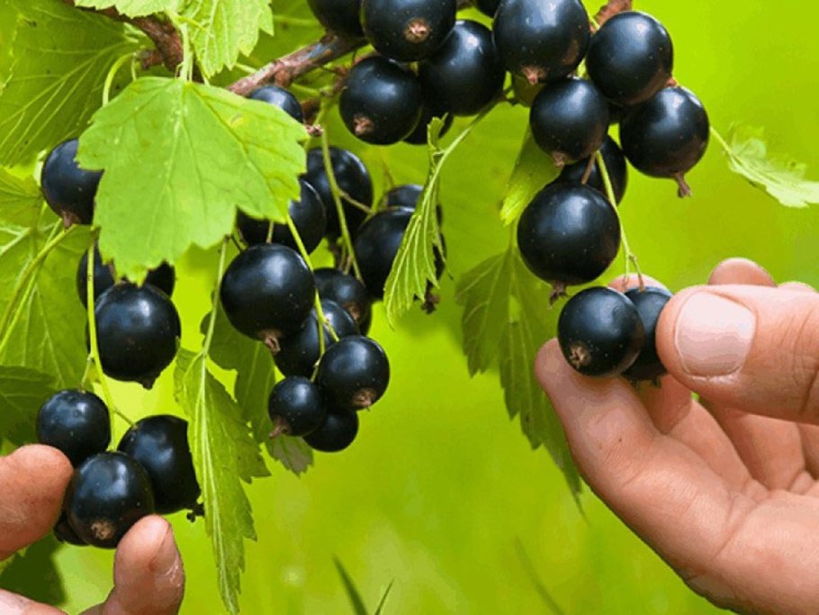 Смородина черная